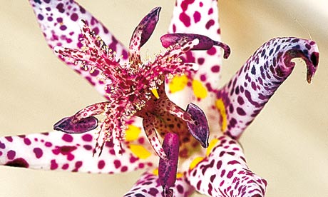 Toad-lily-006