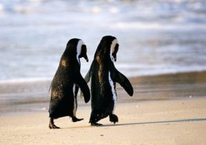 two-penguins-walk-together