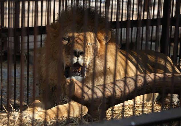 A former circus lion who's missing an eye, rests inside a cage at a temporary refuge in the outskirts of Lima, Peru, Tuesday, April 26, 2016. Thirty-three lions rescued from circuses in Peru and Colombia are heading back to their homeland to live out the rest of their lives in a private sanctuary in South Africa. The largest ever airlift of lions will take place Friday and was organized and paid for by Animal Defenders International. (AP photo/Martin Mejia)