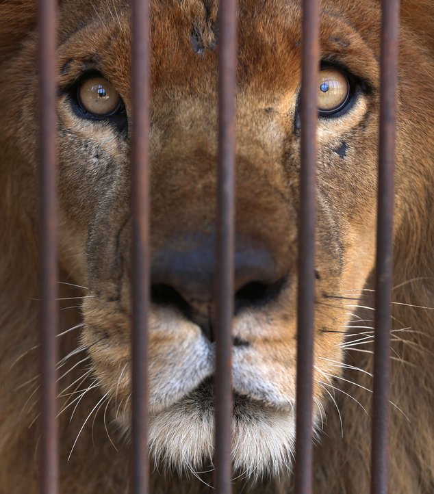 A former circus lion looks from inside his cage, in the outskirts of Lima, Peru, Tuesday, April 26, 2016. Thirty-three lions rescued from circuses in Peru and Colombia are heading back to their homeland to live out the rest of their lives in a private sanctuary in South Africa. The largest ever airlift of lions will take place Friday and was organized and paid for by Animal Defenders International. (AP Photo/Martin Mejia)